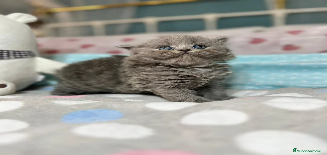 Imagen de galería {{count}}