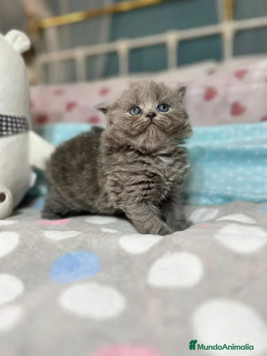 Imagen de galería {{count}}