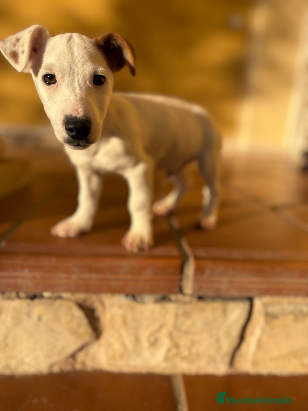 Jack Russell Terrier perros en venta: Cachorro macho de Jack Russell  - Anuncio 17