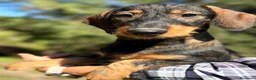 Teckel perros en venta: Teckel pelo duro hembras - Anuncio 5