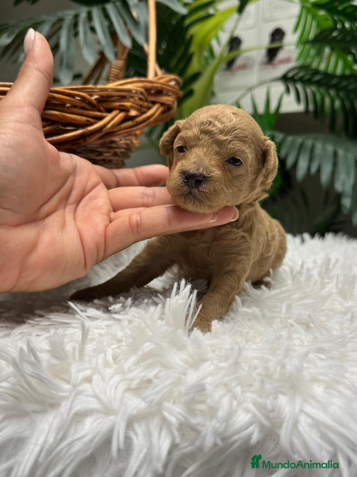 Caniche Toy perros en venta: CANICHE HEMBRA - Anuncio 3