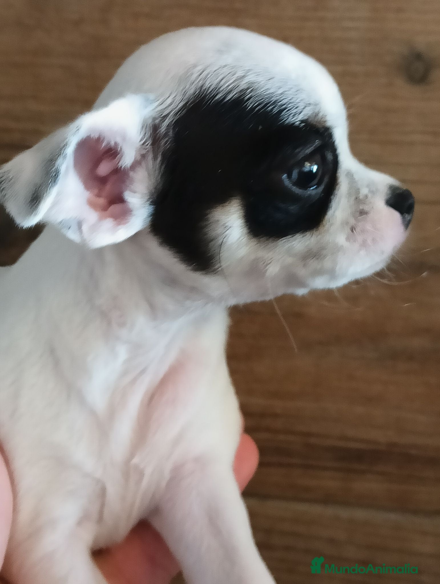 Chihuahua perros Chihuahua toy  - Anuncio 6