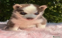 Husky Siberiano perros en venta: Husky siberiano  - Imagen 14
