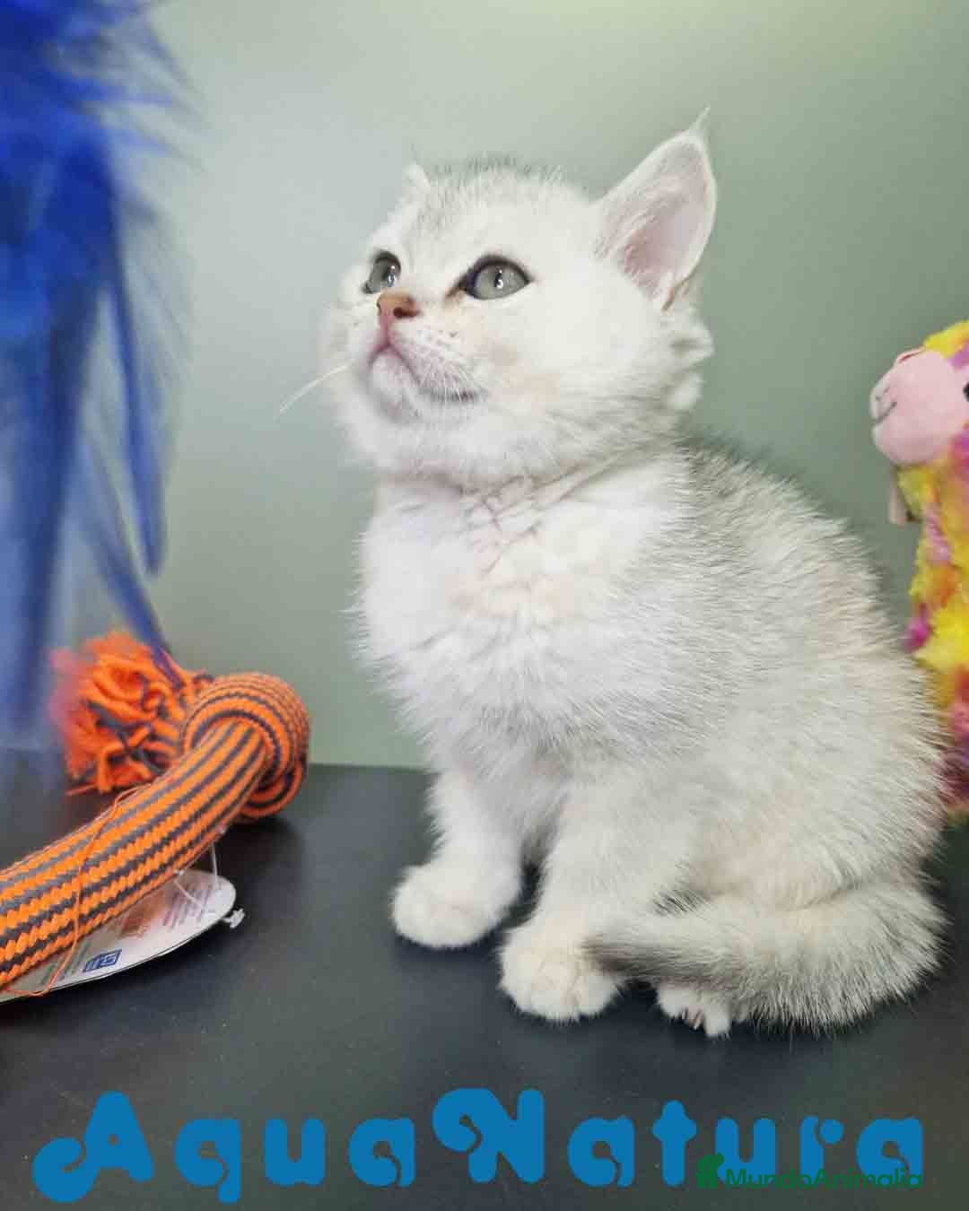 Británico de Pelo Corto gatos en venta: British Macho 7794 AQUANATURA - Anuncio 10