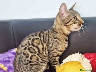 Bengalí gatos Bengali Macho 1732 AQUANATURA - Anuncio 22