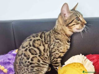 Bengalí gatos Bengali Macho 1732 AQUANATURA - Anuncio 27