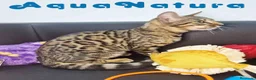Bengalí gatos en venta: Bengali Macho 1732 AQUANATURA - Anuncio 1