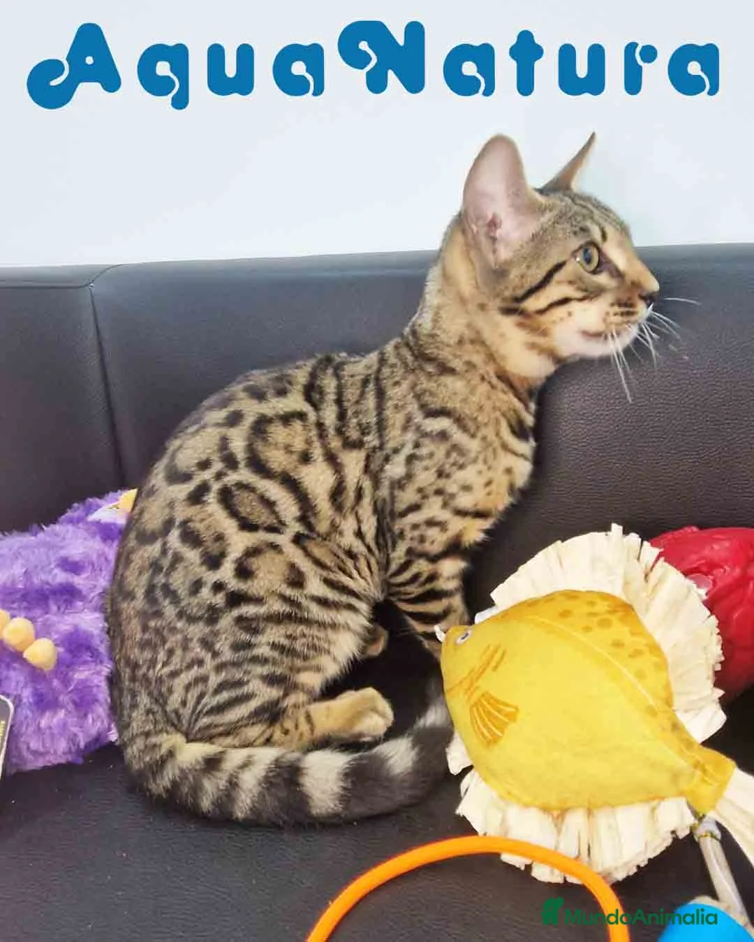 Bengalí gatos en venta: Bengali Macho 1732 AQUANATURA - Anuncio 1