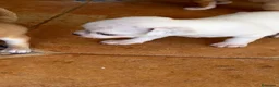 Chihuahua perros en venta: Chihuahua toy  - Anuncio 1