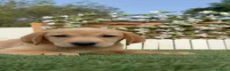 Labrador Retriever perros en venta: LABRADOR RETRIEVER MACHO - Anuncio 5
