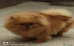 Pomerania perros en venta: Pomerania toy cara de oso - Imagen 6
