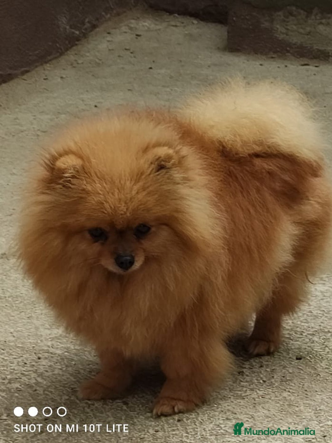 Pomerania perros en venta: Pomerania toy cara de oso - Imagen 6
