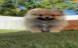 Pomerania perros en venta: POMERANIA - Imagen 23