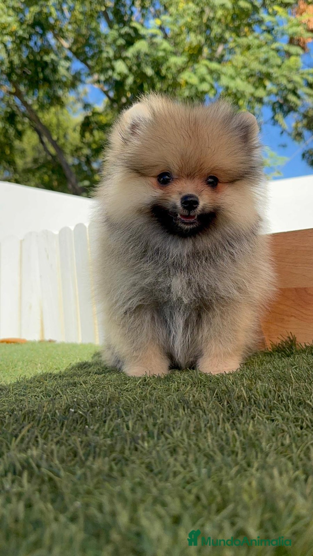 Pomerania perros en venta: POMERANIA - Imagen 23