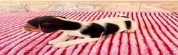 Jack Russell Terrier perros en venta: Jack Russell terrier  - Anuncio 2