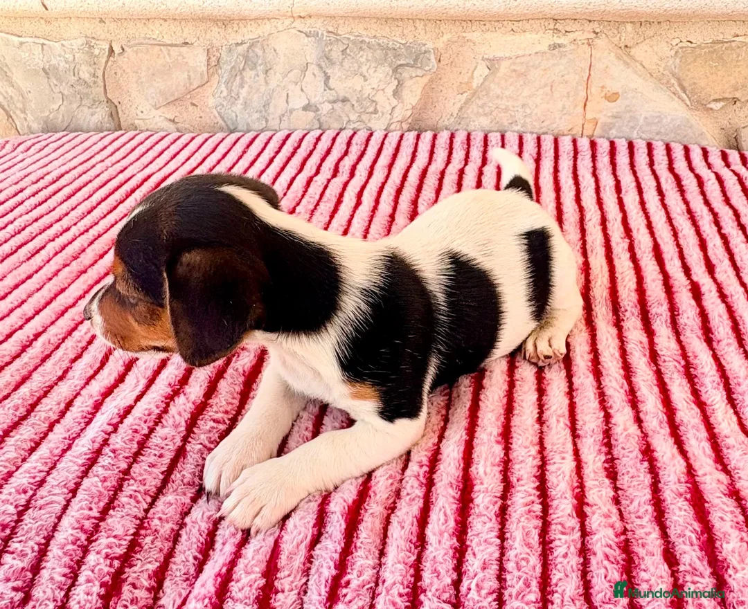 Jack Russell Terrier perros en venta: Jack Russell terrier  - Anuncio 2