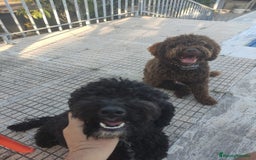 Perro de Agua Español perros en venta: Cachorro perro de aguas 🖤 - Imagen 3