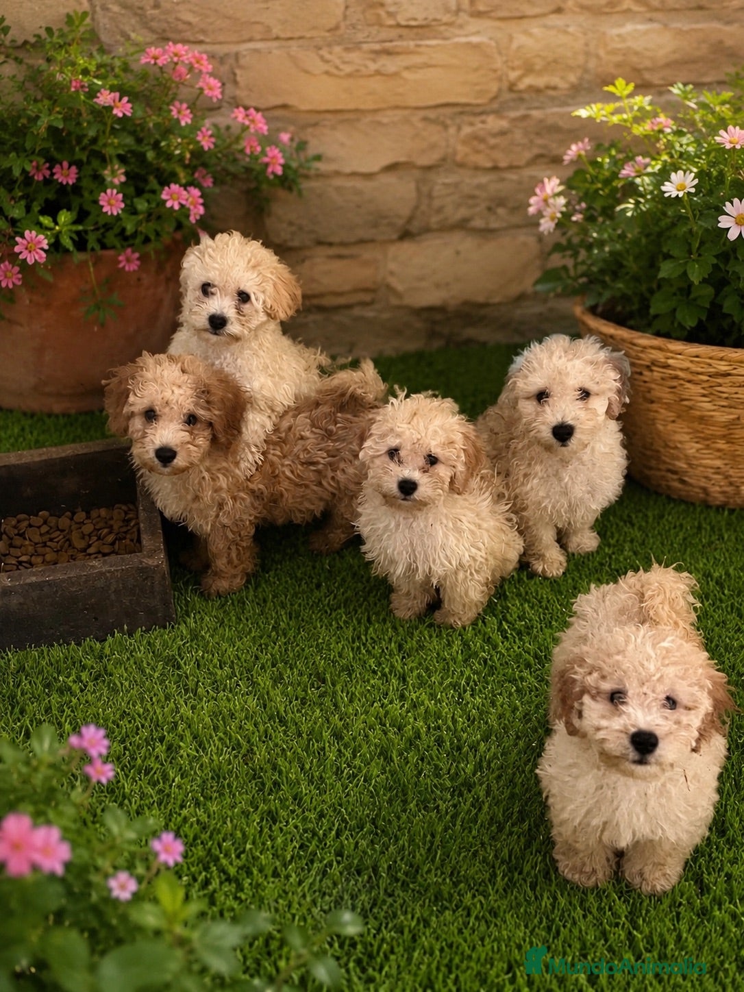 Maltipoo perros PRECIOSA CAMADA  - Anuncio 2
