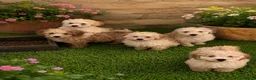 Maltipoo perros en venta: PRECIOSA CAMADA  - Anuncio 1