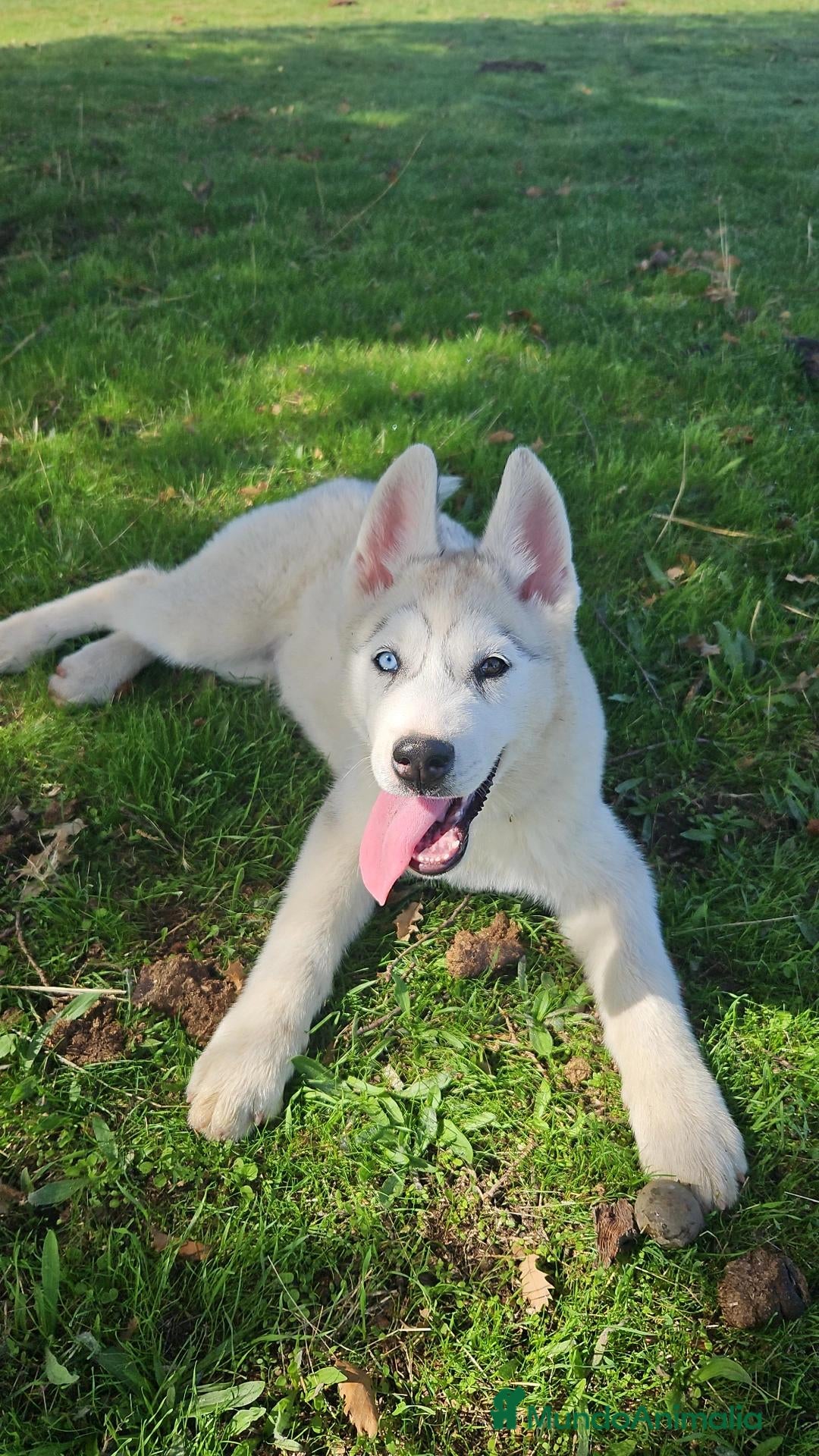 Husky Siberiano perros Husky Siberiano - Cachorros - Anuncio 1