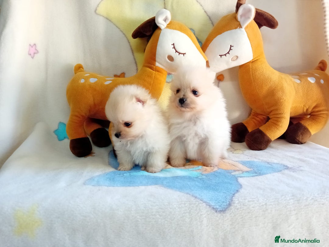Pomerania perros en venta: Lulú de pomerania precio real - Anuncio 19