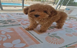 Caniche Toy perros en venta: Cachorritos caniche toy - Imagen 2