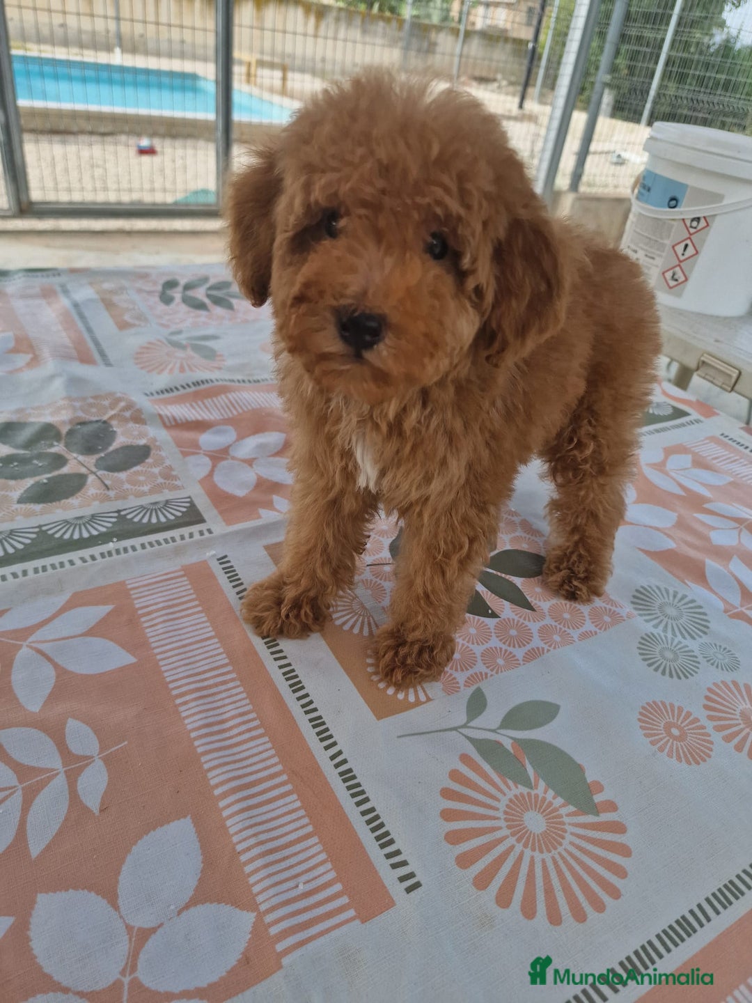 Caniche Toy perros en venta: Cachorritos caniche toy - Imagen 2