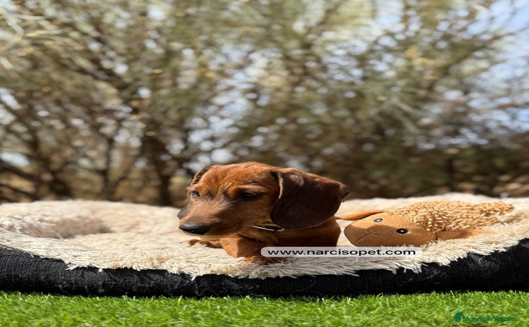 Teckel Miniatura perros - Anuncio 9