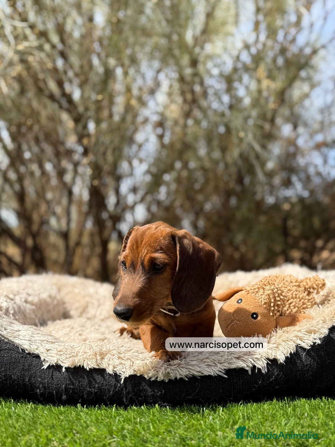 Teckel Miniatura perros en venta: TECKEL PELO DURO CON GARANTIAS - Imagen 1