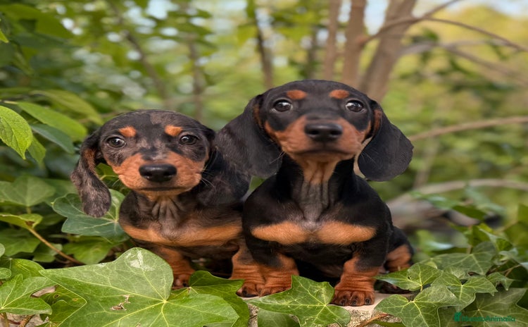 Teckel Miniatura perros Teckel miniatura palo corto - Anuncio 1