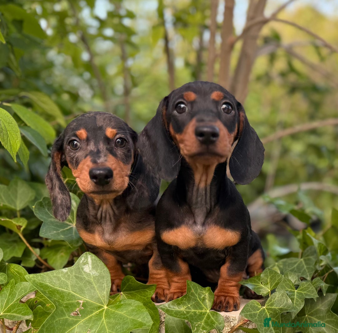 Teckel Miniatura perros en venta: Teckel miniatura palo corto - Anuncio 1