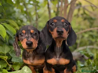 Teckel Miniatura perros Teckel miniatura palo corto - Anuncio 2