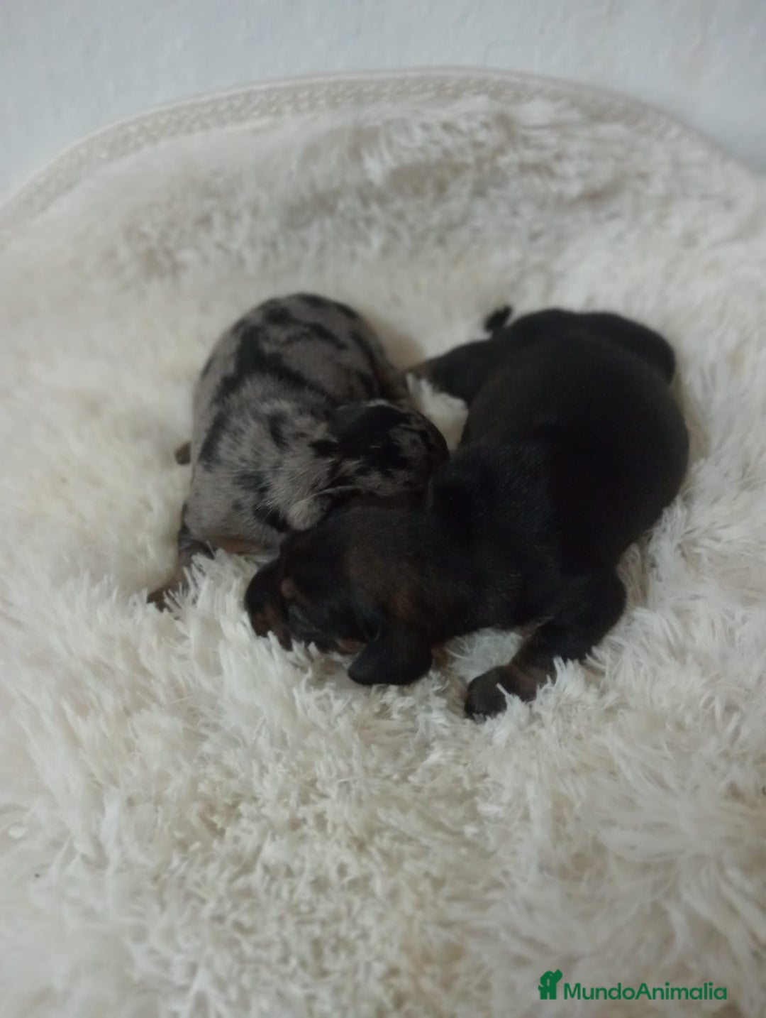 Teckel perros en venta: Teckel  - Anuncio 2