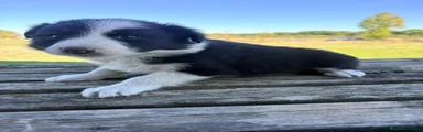 Border Collie 2