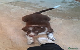 Border Collie perros en venta: Border collie  - Imagen 4