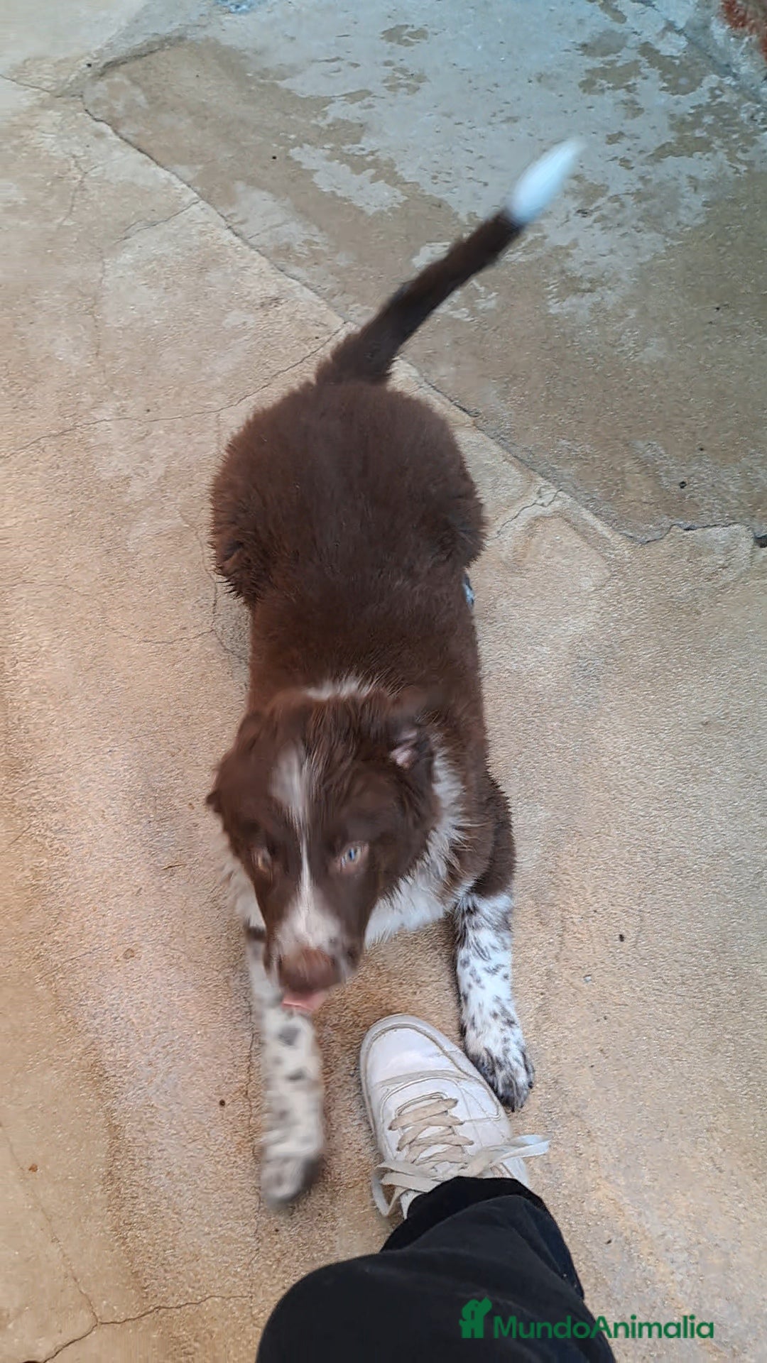Border Collie perros en venta: Border collie  - Imagen 4