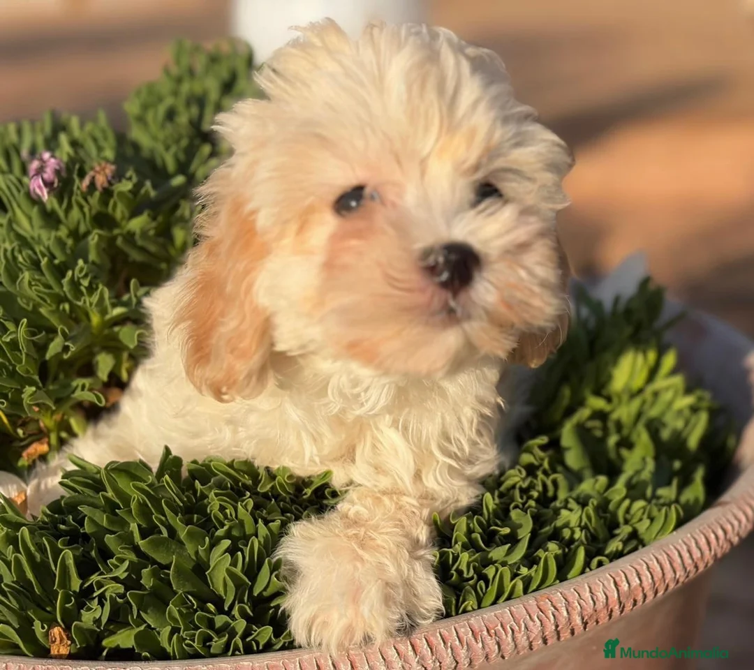 Maltipoo perros en venta: Maltipoo hembra disponible !!! - Anuncio 4