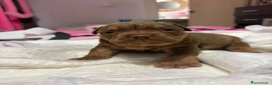 American Bully 1