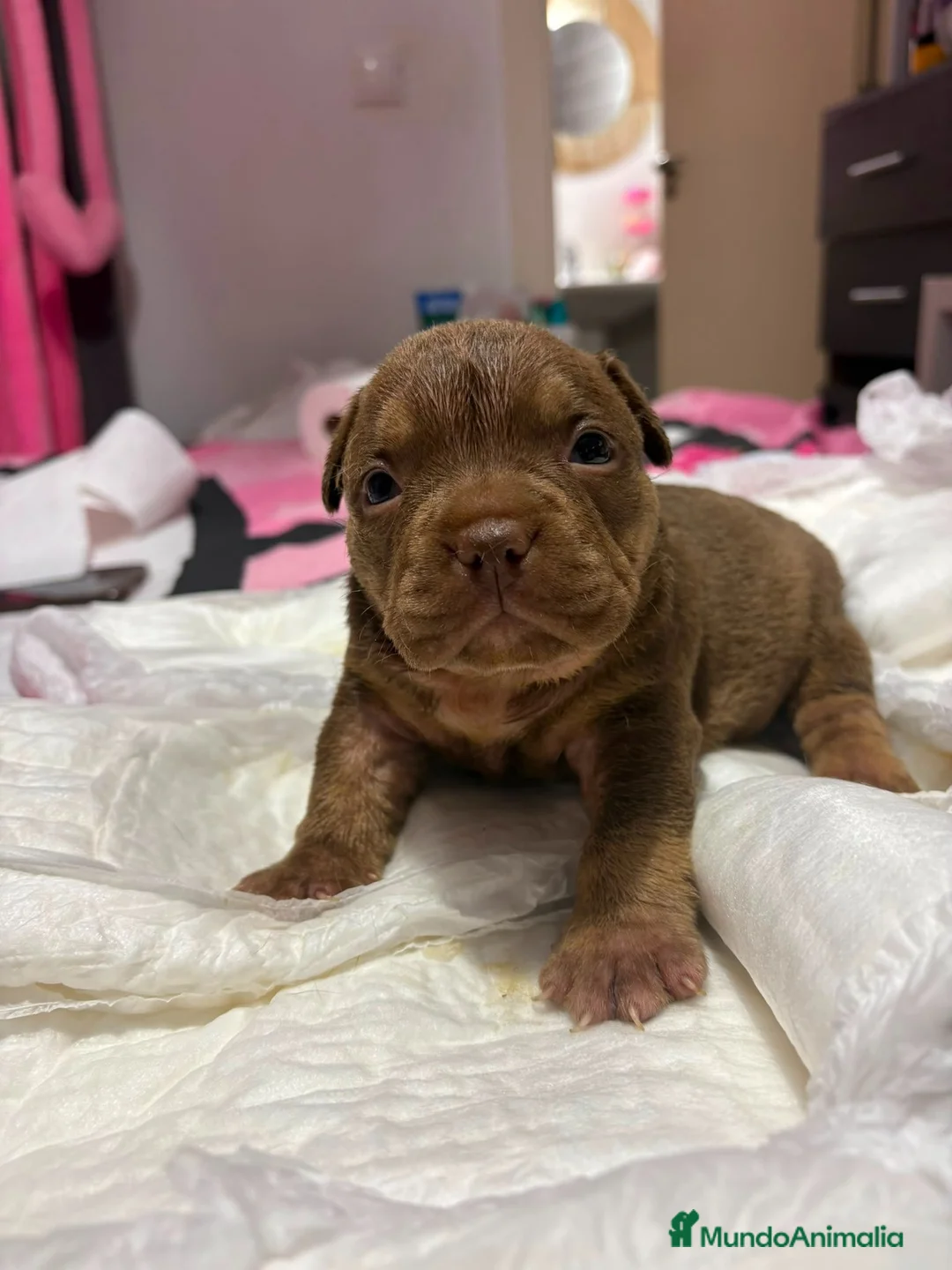 American Bully perros en venta: American bully pocket - Anuncio 2