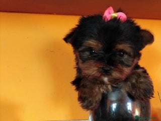 Yorkshire Terrier perros en Málaga - Anuncio 10