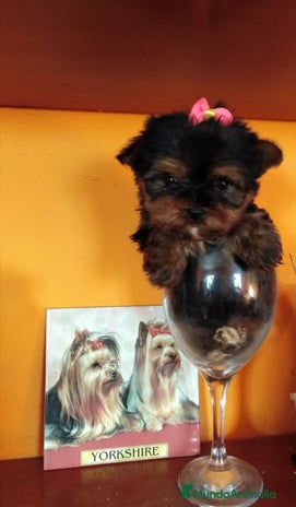 Yorkshire Terrier perros en Málaga - Anuncio 3