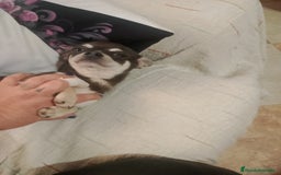 Chihuahua perros en venta: Preciosa camada de chihuahua a 600€ - Imagen 3