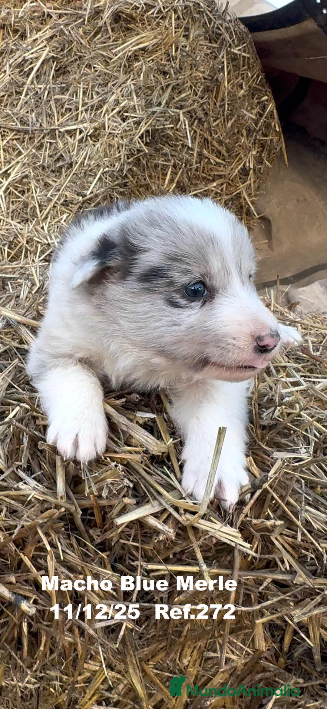 Border Collie perros en venta: Border Collie - Anuncio 15