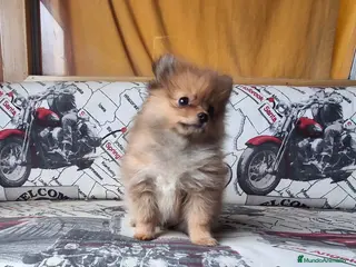 Pomerania perros Cachorritos de Pomerania - Anuncio 1