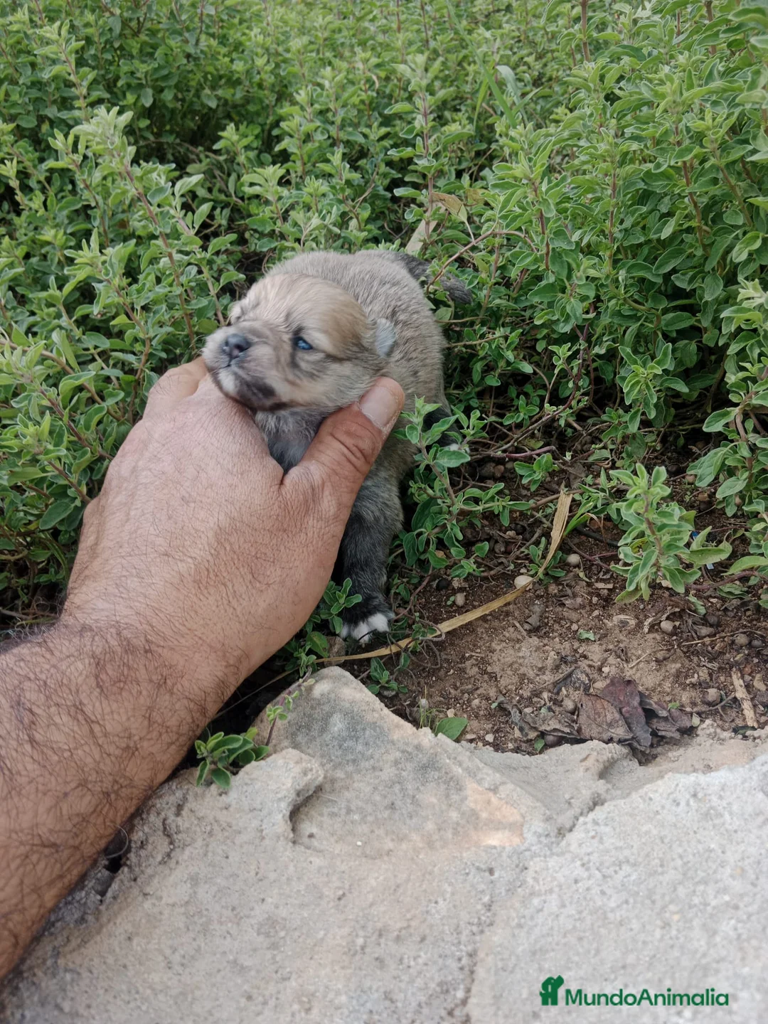 Pomerania perros en venta: Lulú de Pomerania  - Anuncio 2