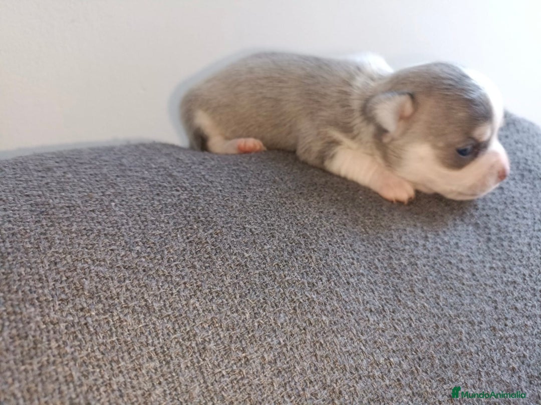Chihuahua perros en venta: Chihuahua mini toy  - Imagen 10