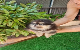 Pomerania perros en venta: Pomerania Toy  - Imagen 3