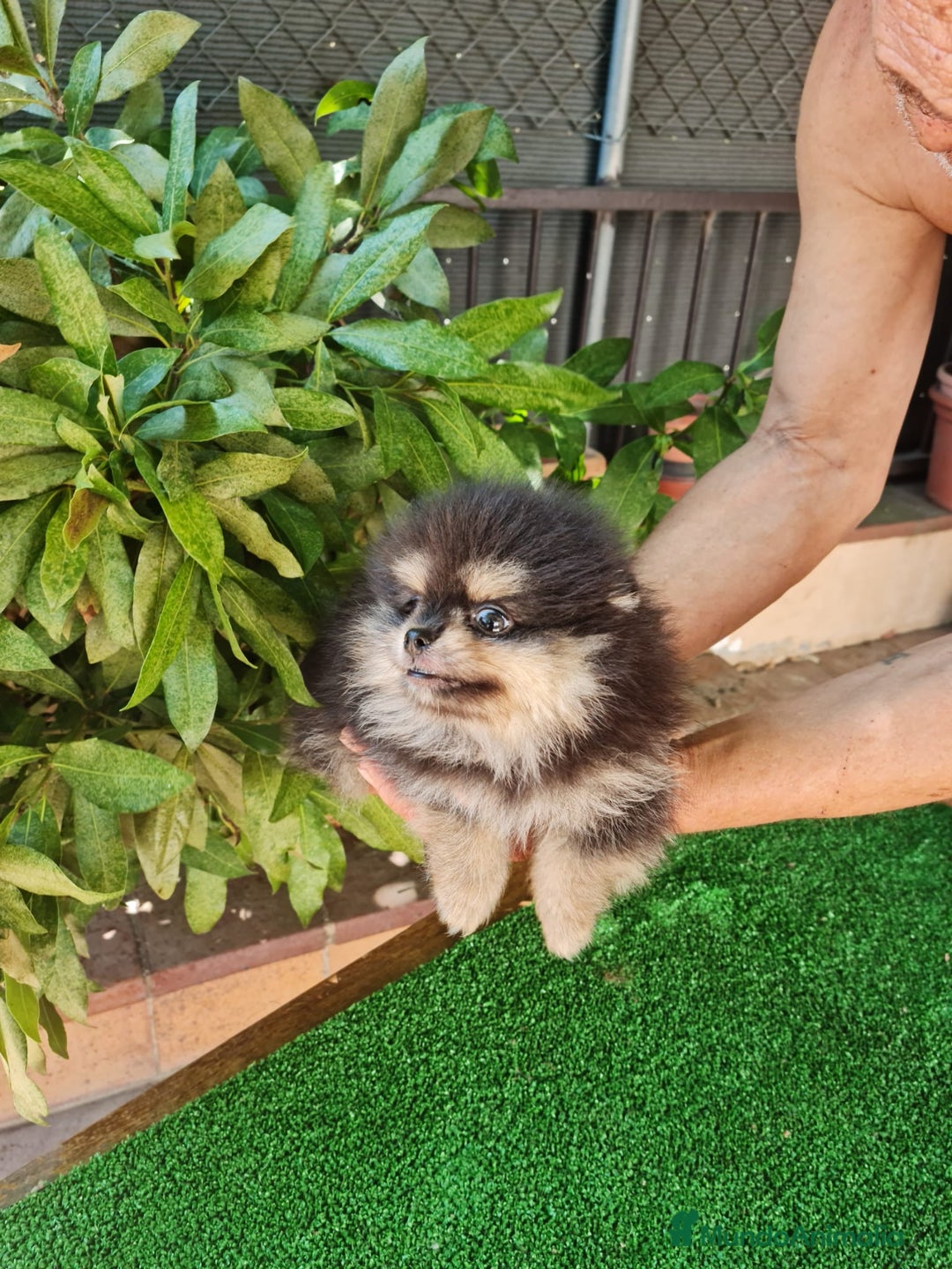 Pomerania perros en venta: Pomerania Toy  - Imagen 3