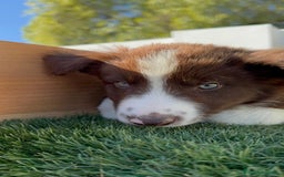 Border Collie perros en venta: BORDER COLLIE - Anuncio 10