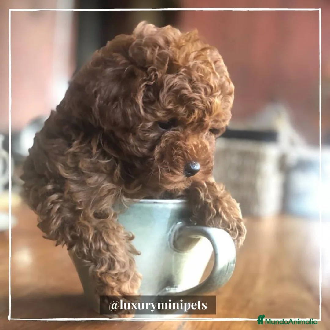 Caniche Toy perros en venta: Camada de Caniche Mini Toy  en Madrid - Anuncio 6